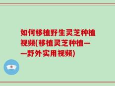 如何移植野生灵芝种植视频(移植灵芝种植——野外实用视频)