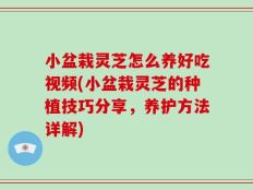 小盆栽灵芝怎么养好吃视频(小盆栽灵芝的种植技巧分享，养护方法详解)