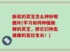 新买的灵芝怎么种好呢图片(学习如何种植新鲜的灵芝，把它们种出健康的茁壮生长！)