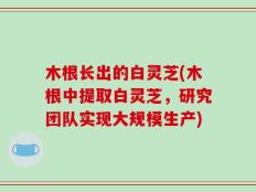 木根长出的白灵芝(木根中提取白灵芝，研究团队实现大规模生产)
