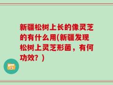 新疆松树上长的像灵芝的有什么用(新疆发现松树上灵芝形菌，有何功效？)