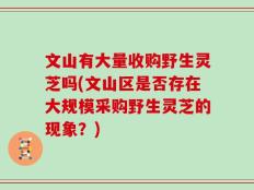 文山有大量收购野生灵芝吗(文山区是否存在大规模采购野生灵芝的现象？)