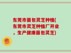 东莞市菌包灵芝种植(东莞市灵芝种植厂开业，生产健康菌包灵芝)