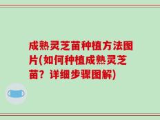 成熟灵芝苗种植方法图片(如何种植成熟灵芝苗？详细步骤图解)
