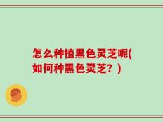 怎么种植黑色灵芝呢(如何种黑色灵芝？)