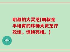 明叔的大灵芝(明叔亲手培育的珍稀大灵芝疗效佳，惊艳亮相。)