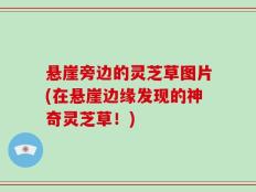 悬崖旁边的灵芝草图片(在悬崖边缘发现的神奇灵芝草！)