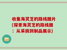 收集海灵芝的路线图片(探索海灵芝的路线图：从采摘到制品展示)