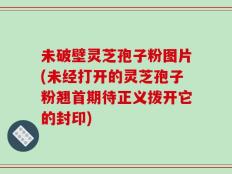 未破壁灵芝孢子粉图片(未经打开的灵芝孢子粉翘首期待正义拨开它的封印)