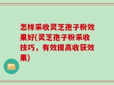 怎样采收灵芝孢子粉效果好(灵芝孢子粉采收技巧，有效提高收获效果)
