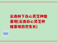 云南林下白心灵芝种植基地(云南白心灵芝种植基地悠然生长)