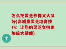 怎么把灵芝养得又大又好(高质量灵芝培育技巧：让您的灵芝变得更加庞大健康)