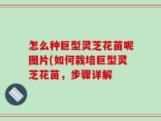 怎么种巨型灵芝花苗呢图片(如何栽培巨型灵芝花苗，步骤详解