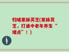 归墟紫脉灵芝(紫脉灵芝，打通中老年养生“堵点”！)