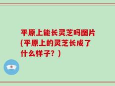 平原上能长灵芝吗图片(平原上的灵芝长成了什么样子？)