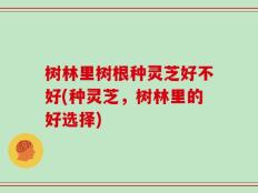 树林里树根种灵芝好不好(种灵芝，树林里的好选择)