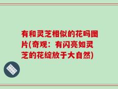 有和灵芝相似的花吗图片(奇观：有闪亮如灵芝的花绽放于大自然)