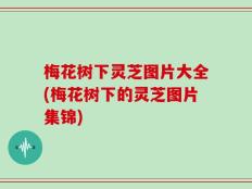 梅花树下灵芝图片大全(梅花树下的灵芝图片集锦)