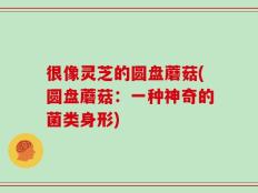 很像灵芝的圆盘蘑菇(圆盘蘑菇：一种神奇的菌类身形)