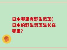 日本哪里有野生灵芝(日本的野生灵芝生长在哪里？