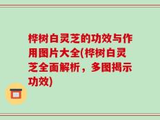 桦树白灵芝的功效与作用图片大全(桦树白灵芝全面解析，多图揭示功效)