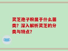 灵芝孢子粉属于什么菌类？深入解析灵芝的分类与特点？