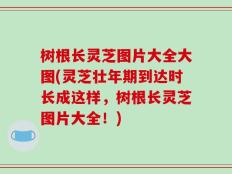 树根长灵芝图片大全大图(灵芝壮年期到达时长成这样，树根长灵芝图片大全！)