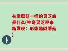 有像蘑菇一样的灵芝嘛是什么(神奇灵芝迎来新发现：形态酷似蘑菇)