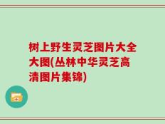树上野生灵芝图片大全大图(丛林中华灵芝高清图片集锦)