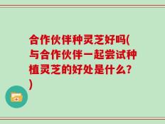 合作伙伴种灵芝好吗(与合作伙伴一起尝试种植灵芝的好处是什么？)