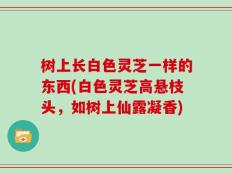 树上长白色灵芝一样的东西(白色灵芝高悬枝头，如树上仙露凝香)