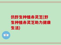 仿野生种植赤灵芝(野生种植赤灵芝助力健康生活)