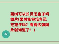 栗树可以长灵芝孢子吗图片(栗树能够培育灵芝孢子吗？看看这张图片就知道了！)