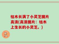 枯木长满了小灵芝图片高清(高清图片：枯木上生长的小灵芝。)