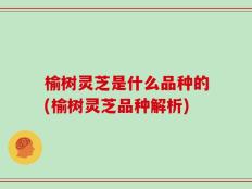 榆树灵芝是什么品种的(榆树灵芝品种解析)