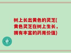 树上长出黄色的灵芝(黄色灵芝在树上生长，拥有丰富的药用价值)
