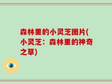 森林里的小灵芝图片(小灵芝：森林里的神奇之草)
