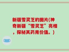 新疆雪灵芝的图片(神奇新疆“雪灵芝”亮相，探秘其药用价值。)