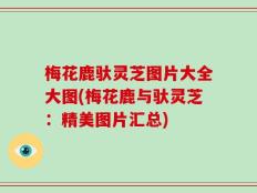 梅花鹿驮灵芝图片大全大图(梅花鹿与驮灵芝：精美图片汇总)