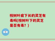 桉树叶底下长的灵芝有毒吗(桉树叶下的灵芝是否有毒？)
