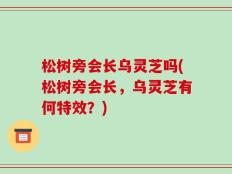 松树旁会长乌灵芝吗(松树旁会长，乌灵芝有何特效？)