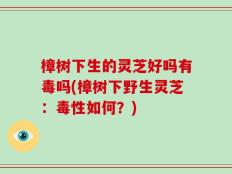 樟树下生的灵芝好吗有毒吗(樟树下野生灵芝：毒性如何？)