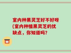 室内种黑灵芝好不好呀(室内种植黑灵芝的优缺点，你知道吗？