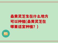 桑黄灵芝生在什么地方可以种植(桑黄灵芝在哪里适宜种植？)