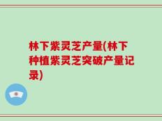 林下紫灵芝产量(林下种植紫灵芝突破产量记录)