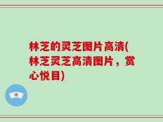 林芝的灵芝图片高清(林芝灵芝高清图片，赏心悦目)