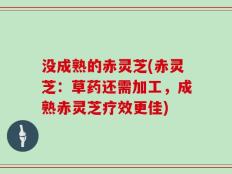 没成熟的赤灵芝(赤灵芝：草药还需加工，成熟赤灵芝疗效更佳)