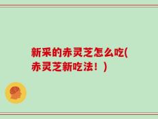 新采的赤灵芝怎么吃(赤灵芝新吃法！)