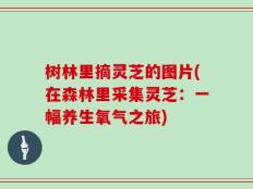 树林里摘灵芝的图片(在森林里采集灵芝：一幅养生氧气之旅)