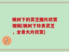枫树下的灵芝图片欣赏视频(枫树下珍贵灵芝，全景大片欣赏)
